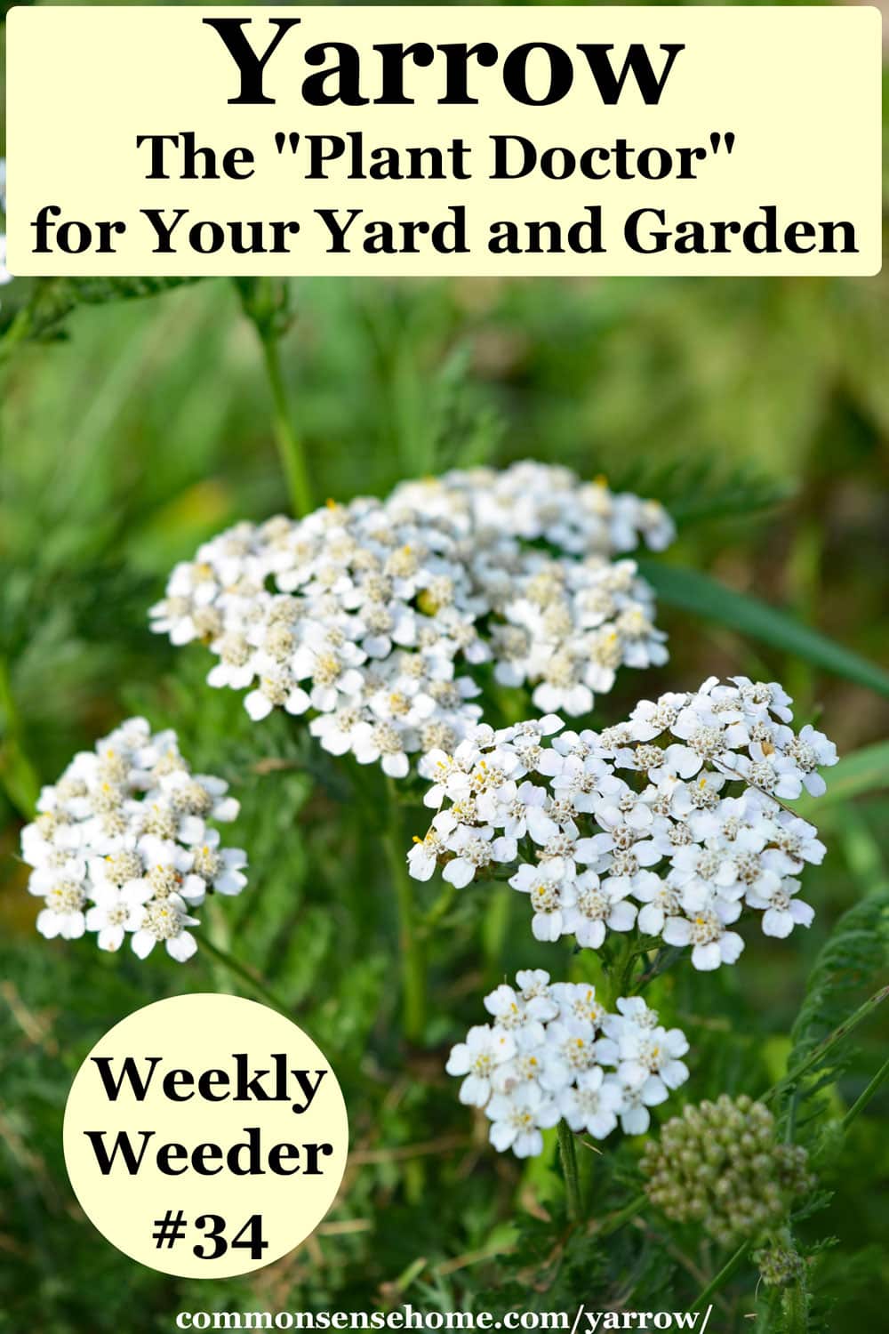 Yarrow plants with white flowers
