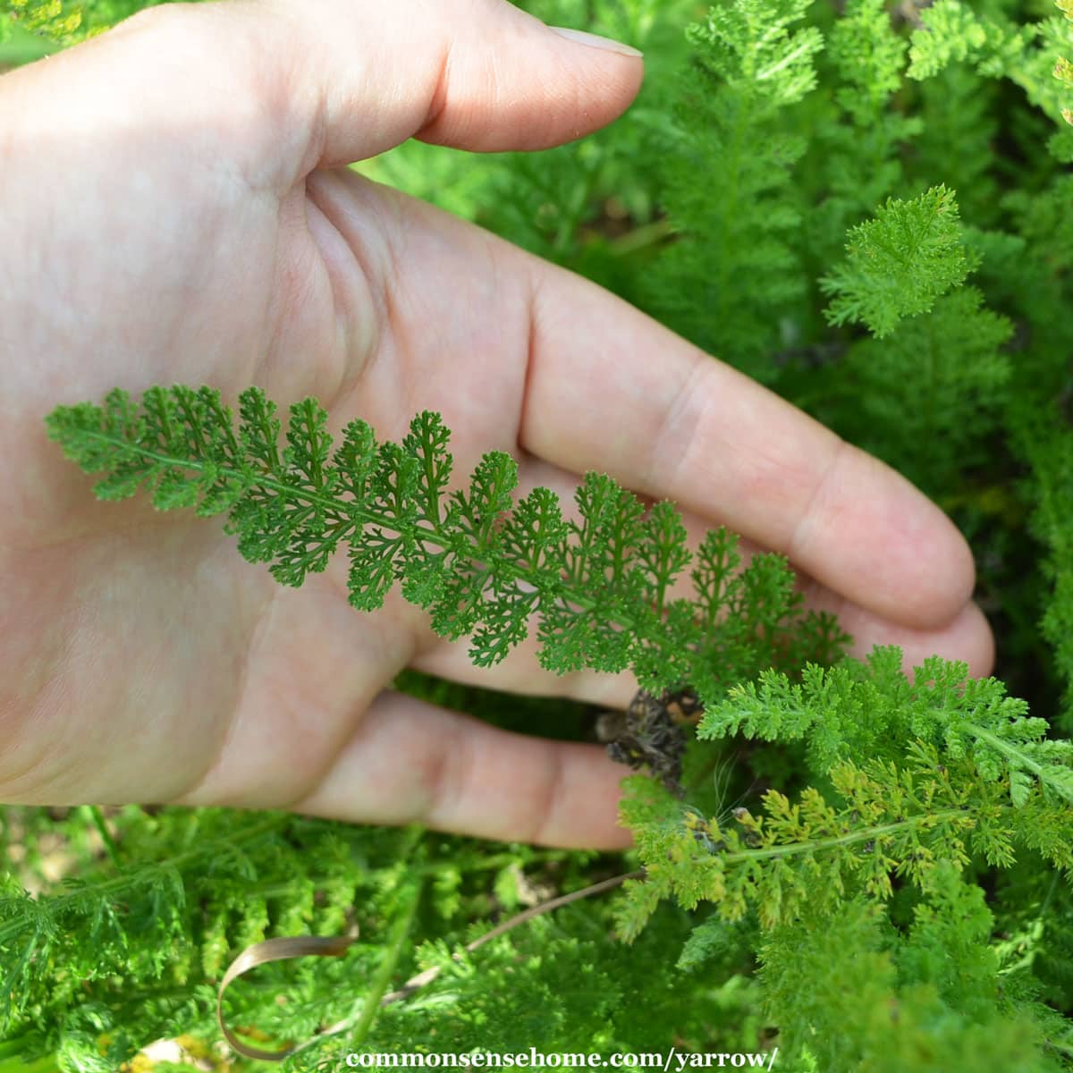 wild yarrow plant