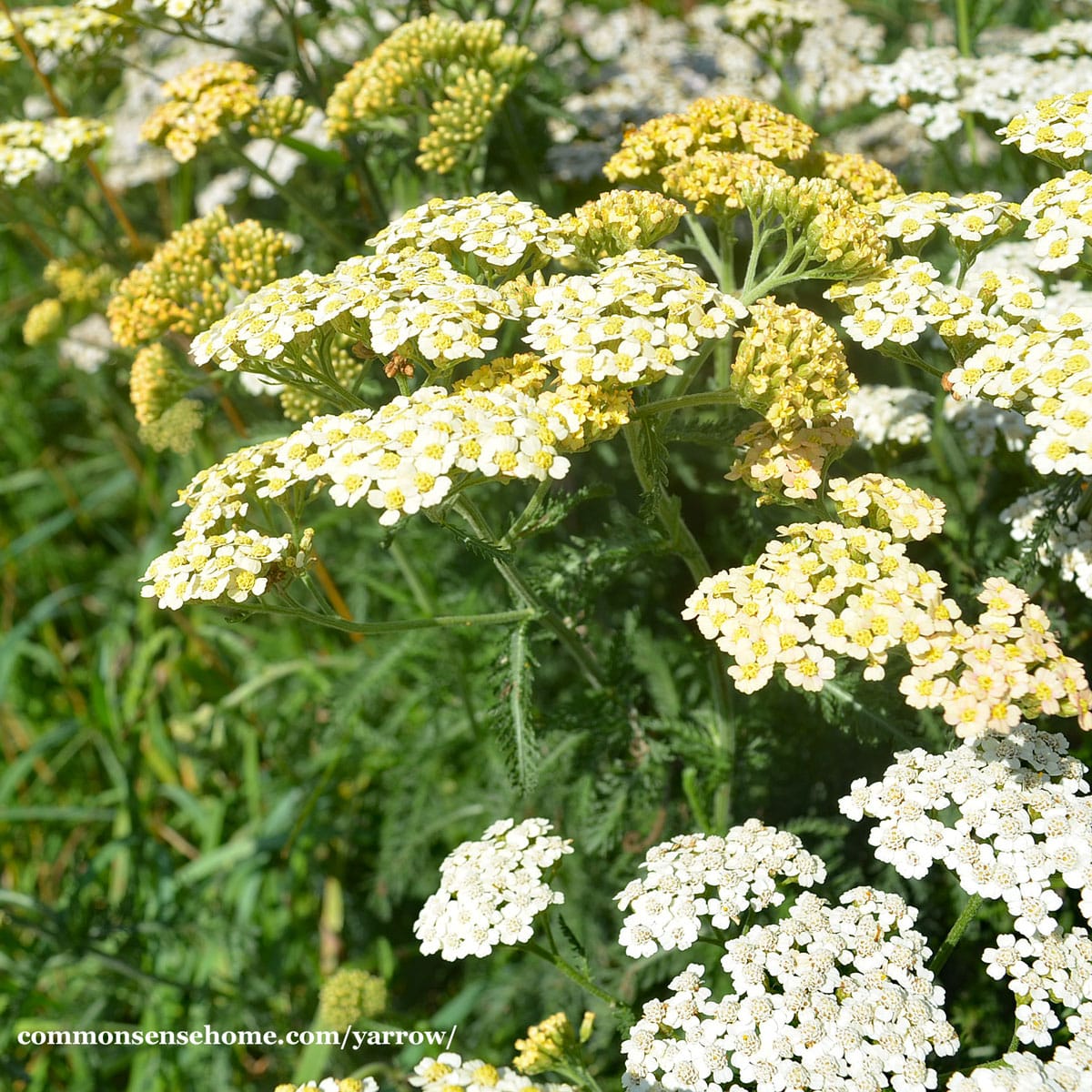 Yellow Yarrow Flower