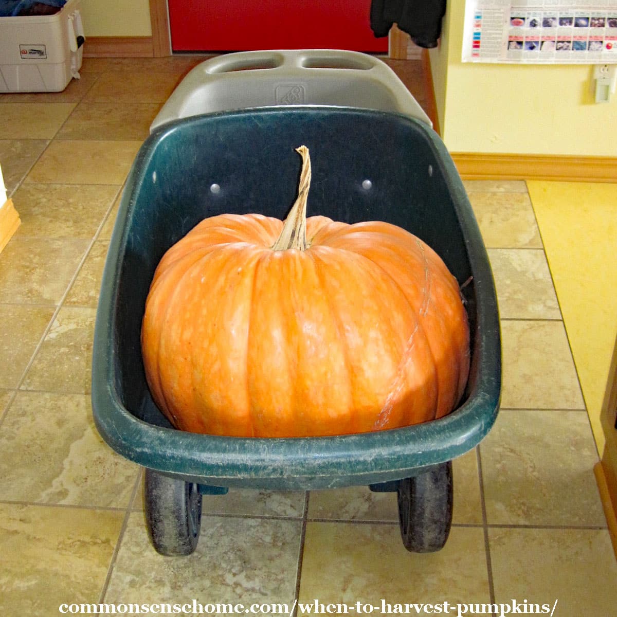 large pumpkin in yard cart