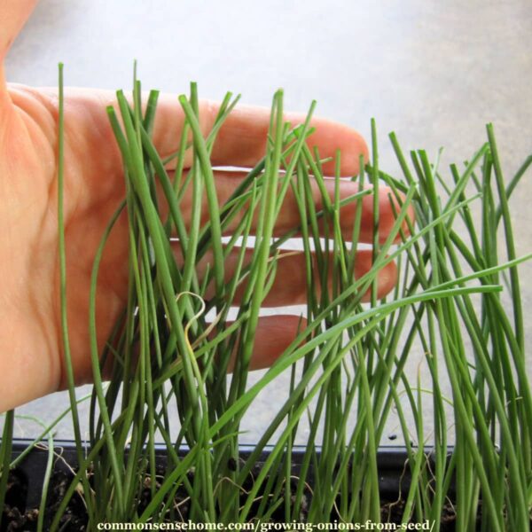 Growing Onions From Seed 5 Tips for a Great Harvest