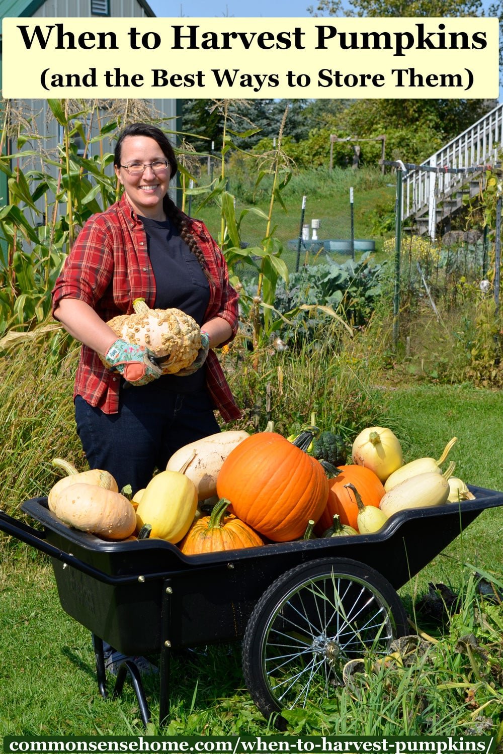 harvesting pumpkins