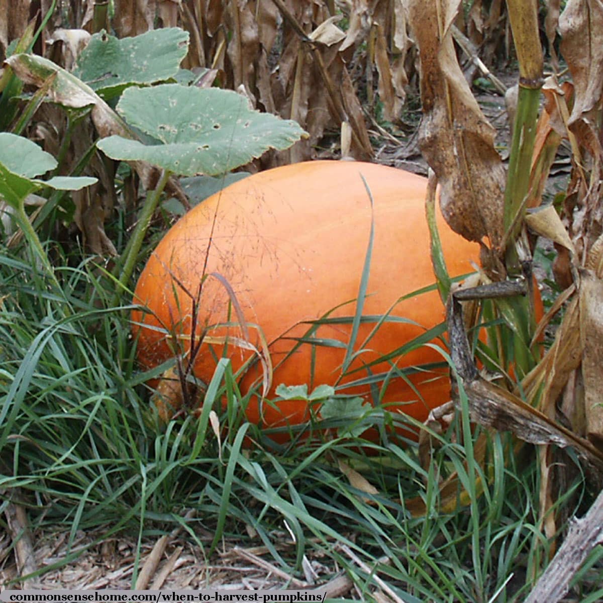 mature pumpkin