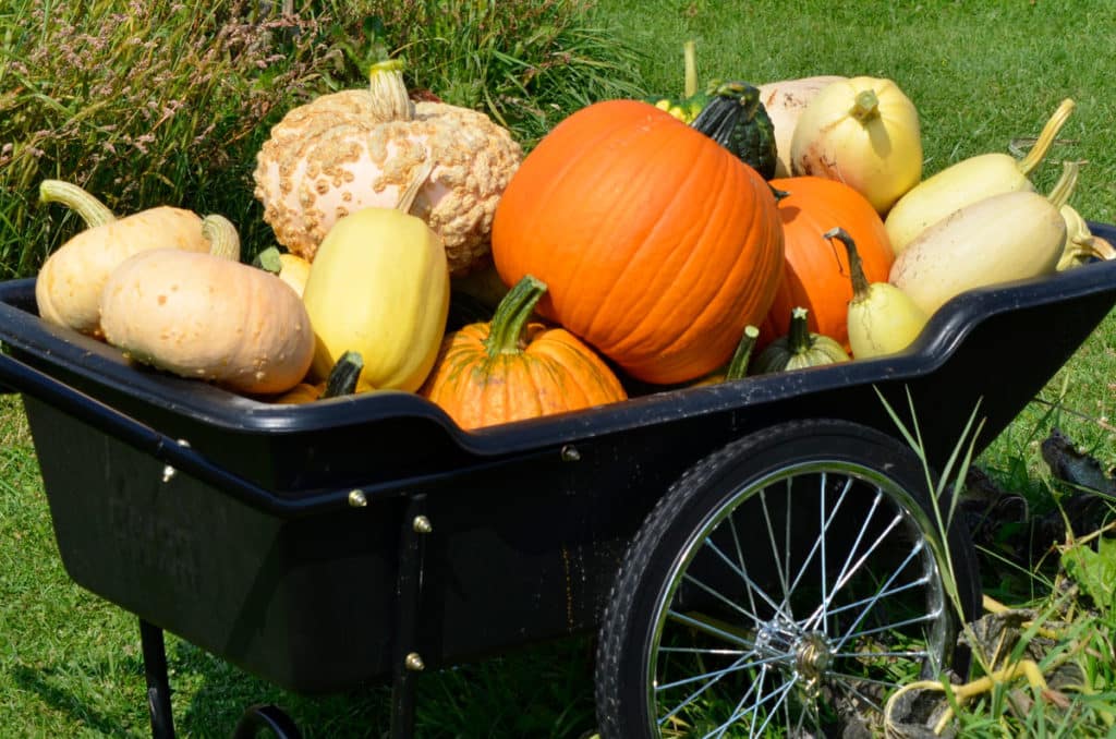 cart full of pumpkins and winter squash