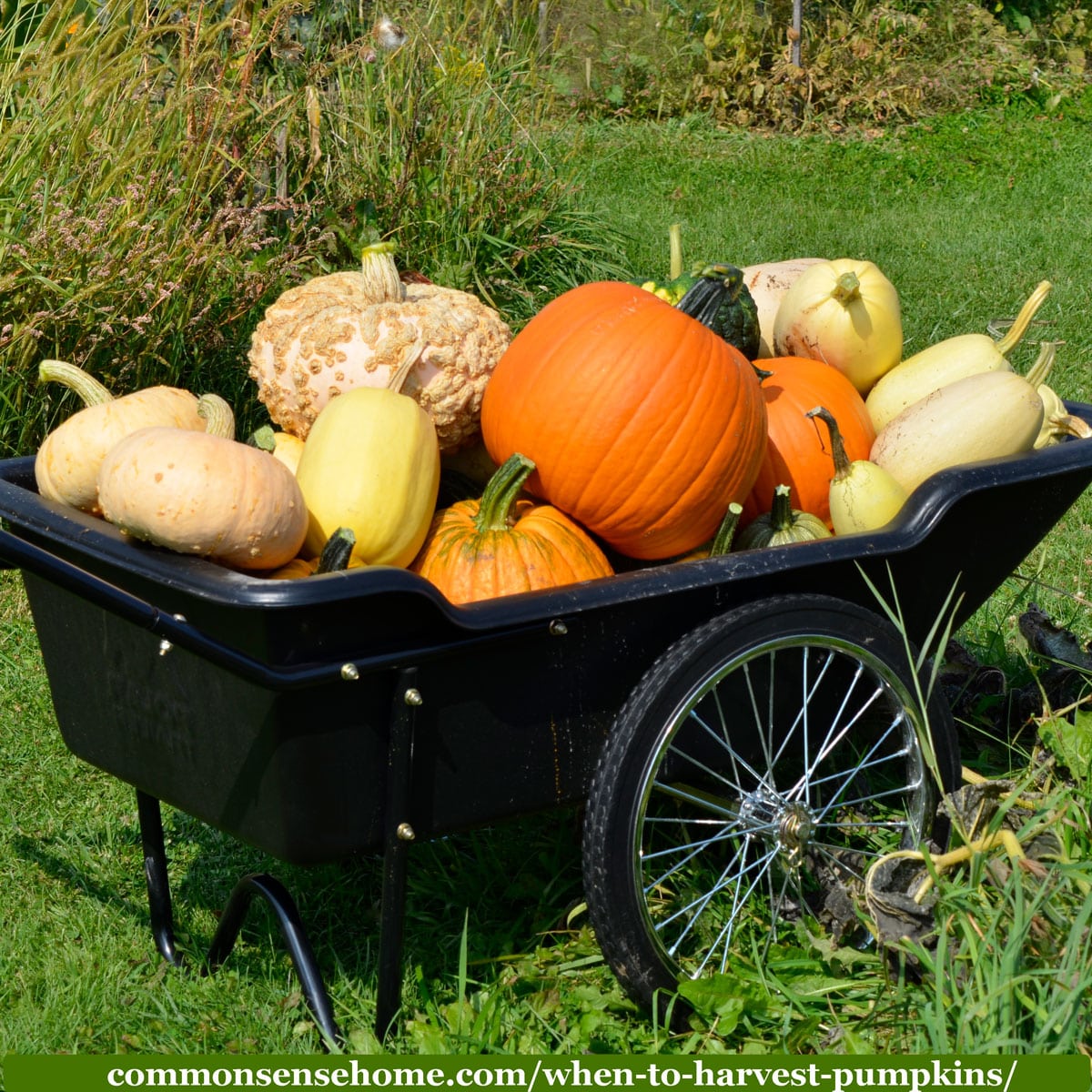 cart full of pumpkins and winter squash