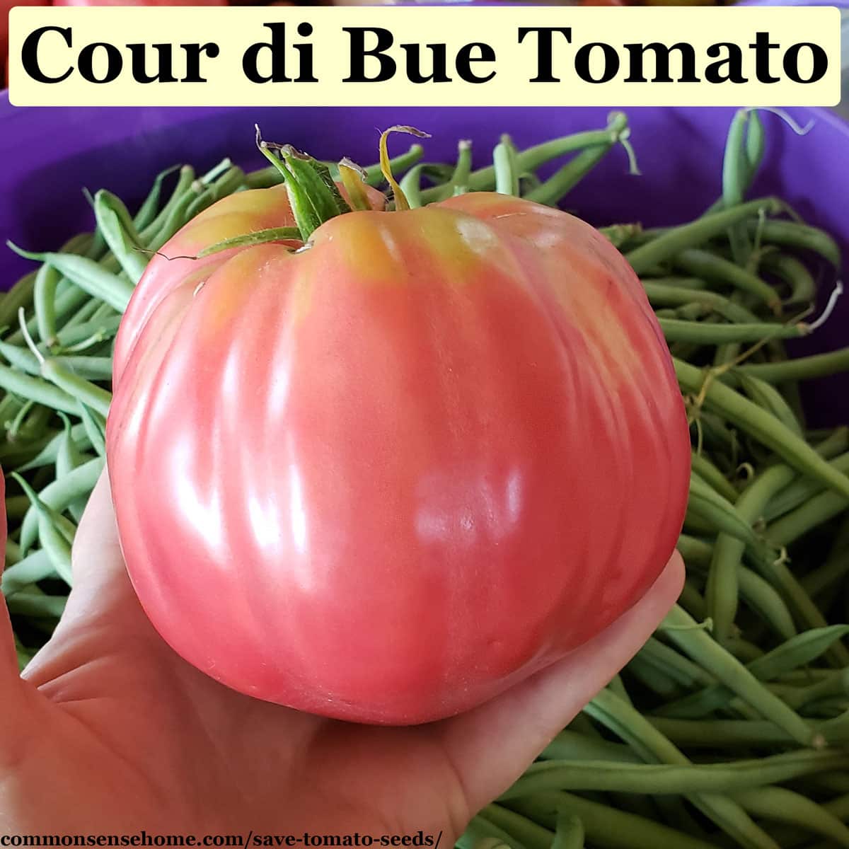 cour di bue tomato