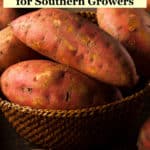 Gardening and Food Storage Tips for Southern Growers