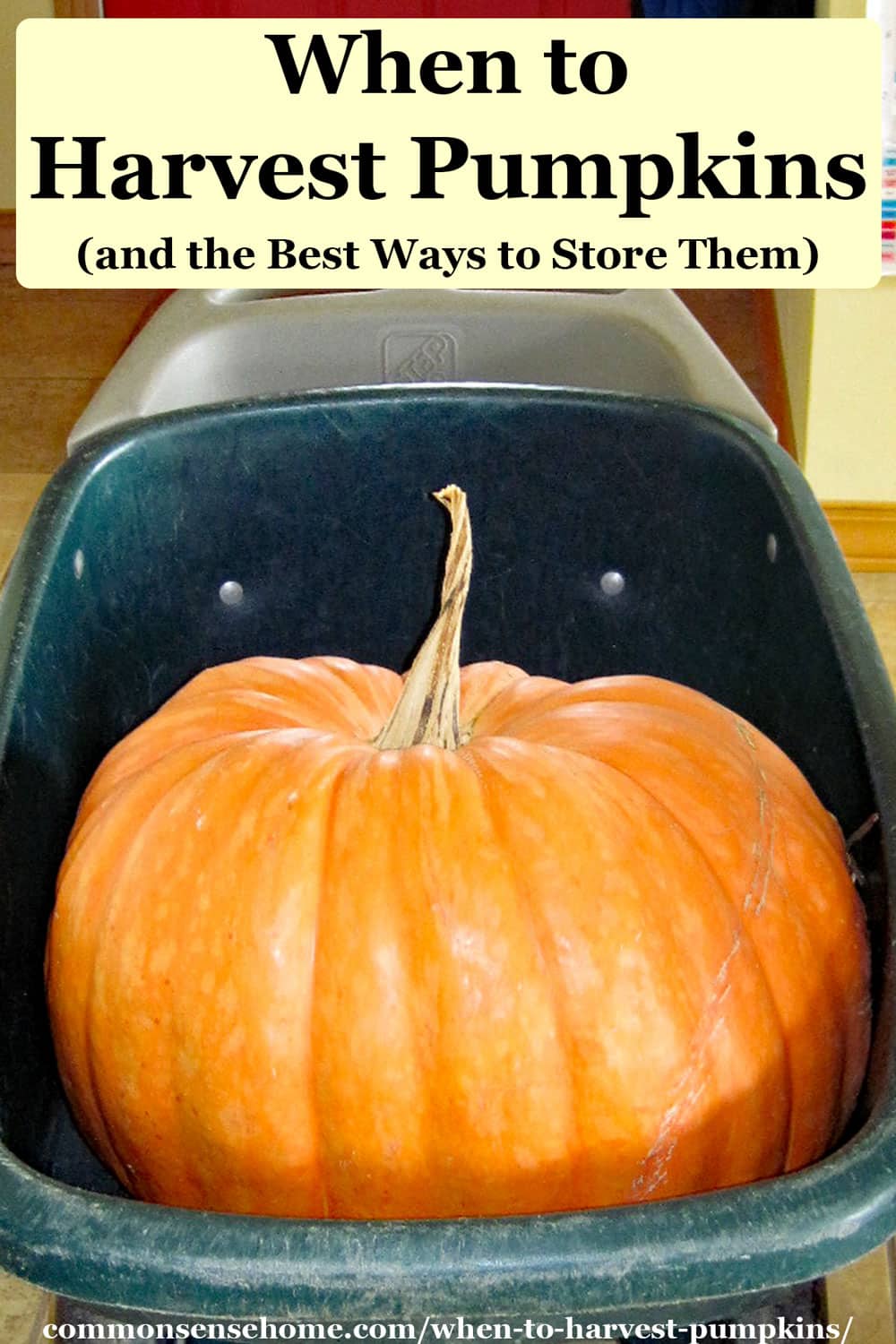 When to Harvest Pumpkins (and the Best Ways to Store Them)