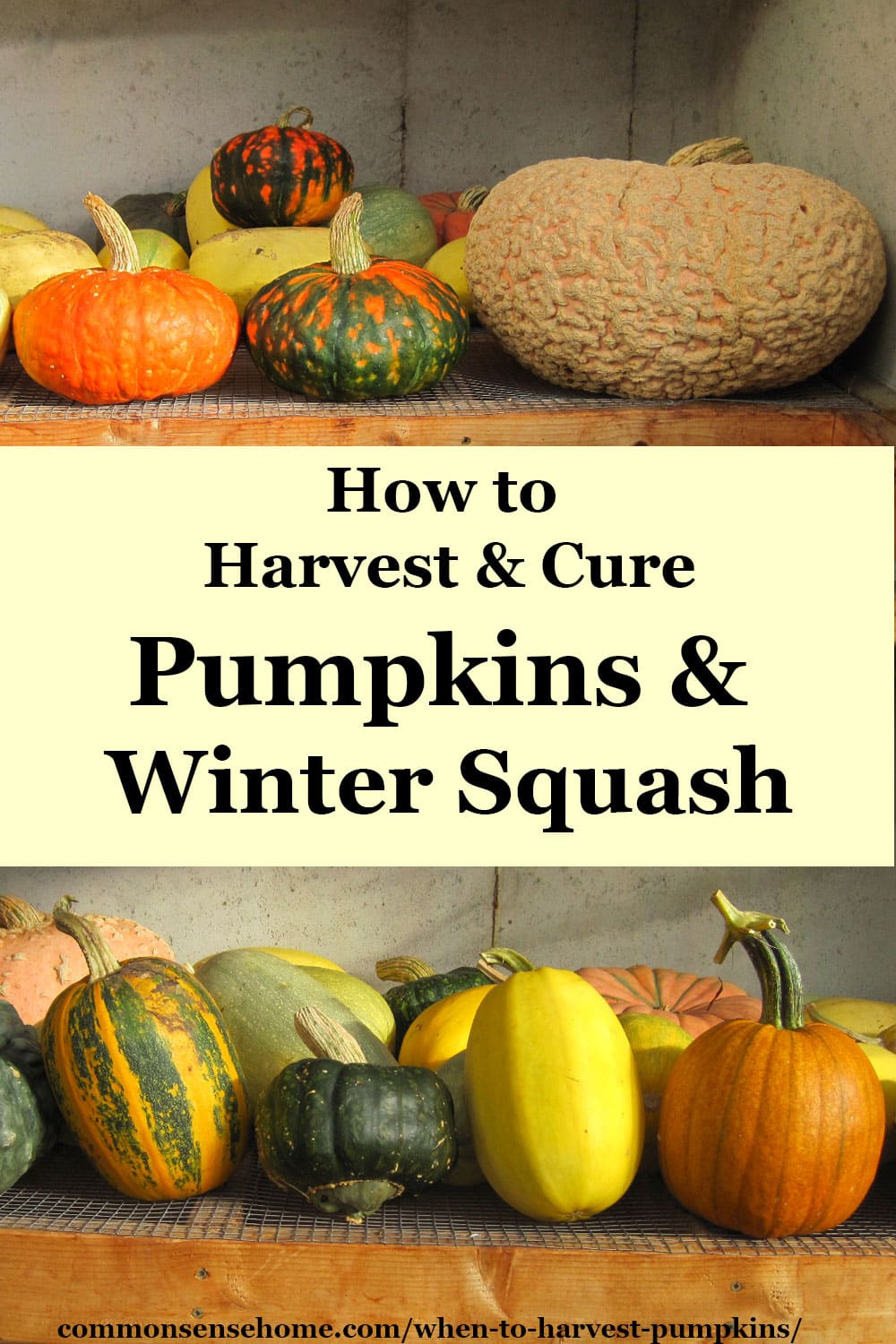 When to Harvest Pumpkins (and the Best Ways to Store Them)