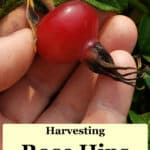 harvesting rose hips