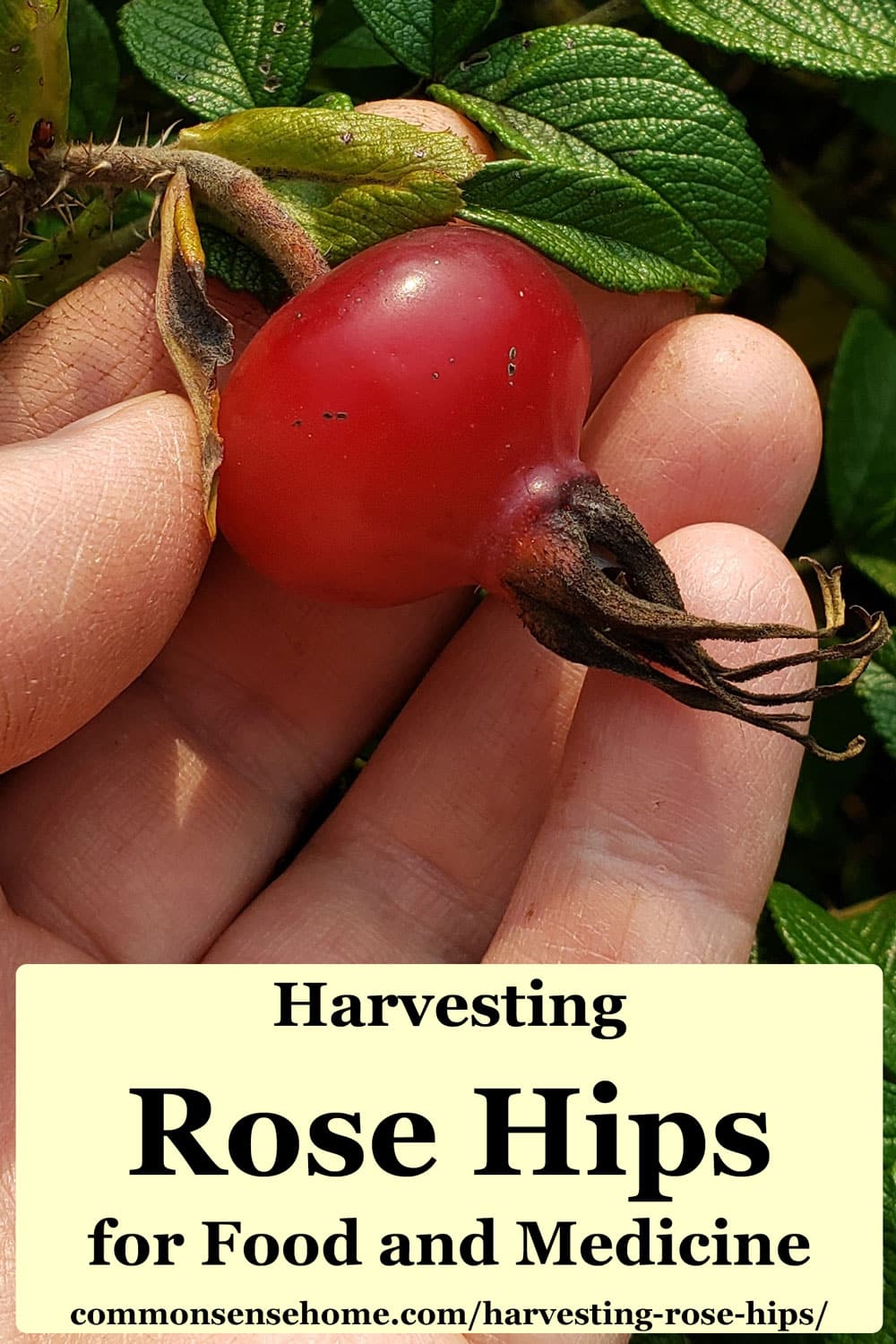 Harvesting Rose Hips for Food and Medicinal Uses