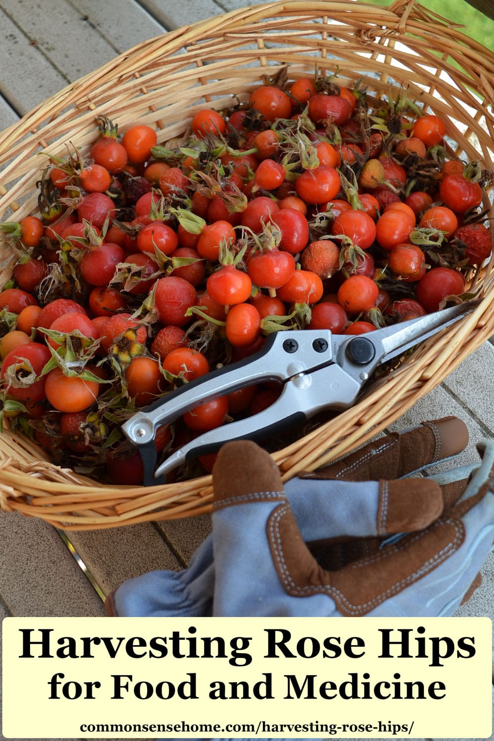 harvesting rose hips