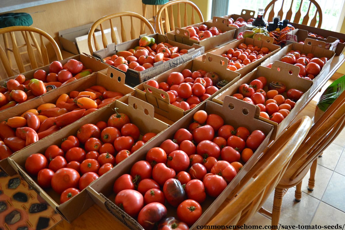 homegrown tomatoes