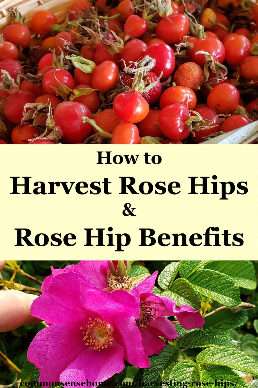 Harvesting Rose Hips For Food And Medicinal Uses