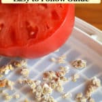 tomato and dried tomato seeds