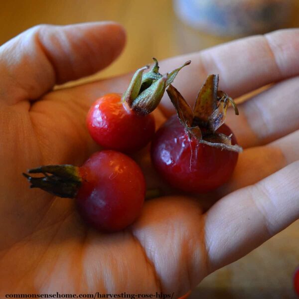 Harvesting Rose Hips for Food and Medicinal Uses