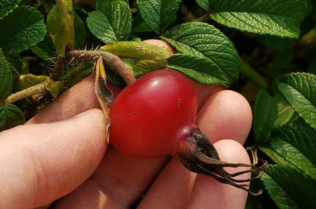 rugosa rose hip