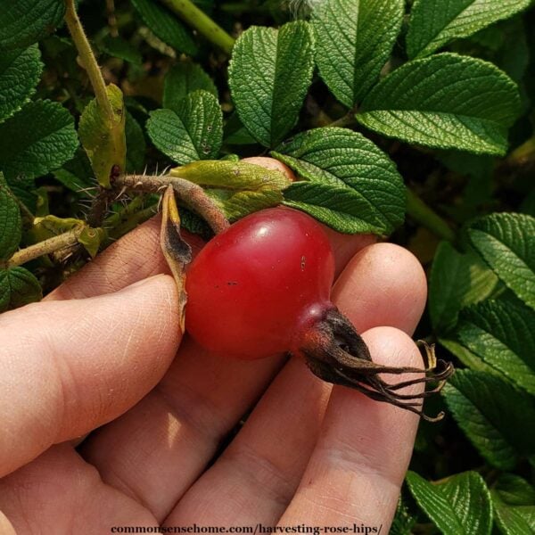 Harvesting Rose Hips For Food And Medicinal Uses