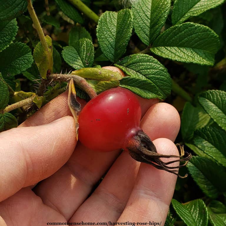 Harvesting Rose Hips for Food and Medicinal Uses