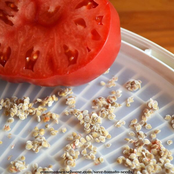 How to Save Tomato Seeds Easy to Follow Guide
