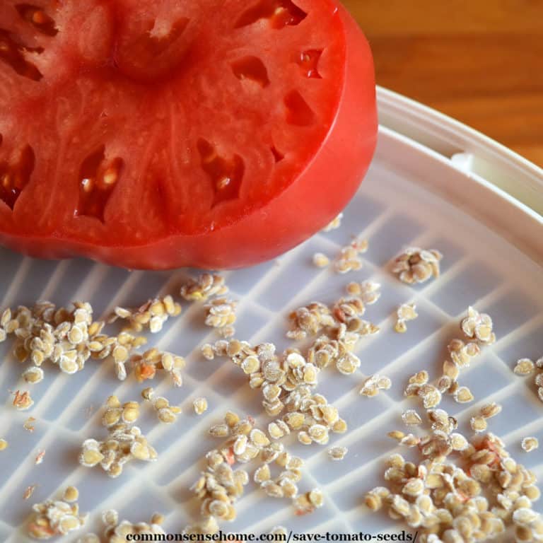 How to Save Tomato Seeds  – Easy to Follow Guide