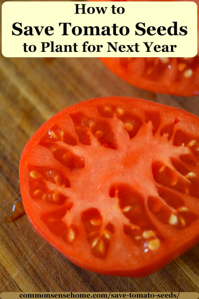 how-to-save-tomato-seeds-easy-to-follow-guide