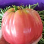 large tomato with text "quick guide to tomato seed saving"