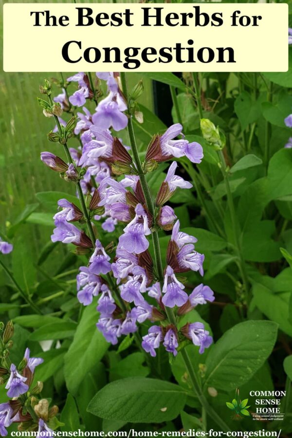 10 Home Remedies for Congestion Natural Decongestants That Work