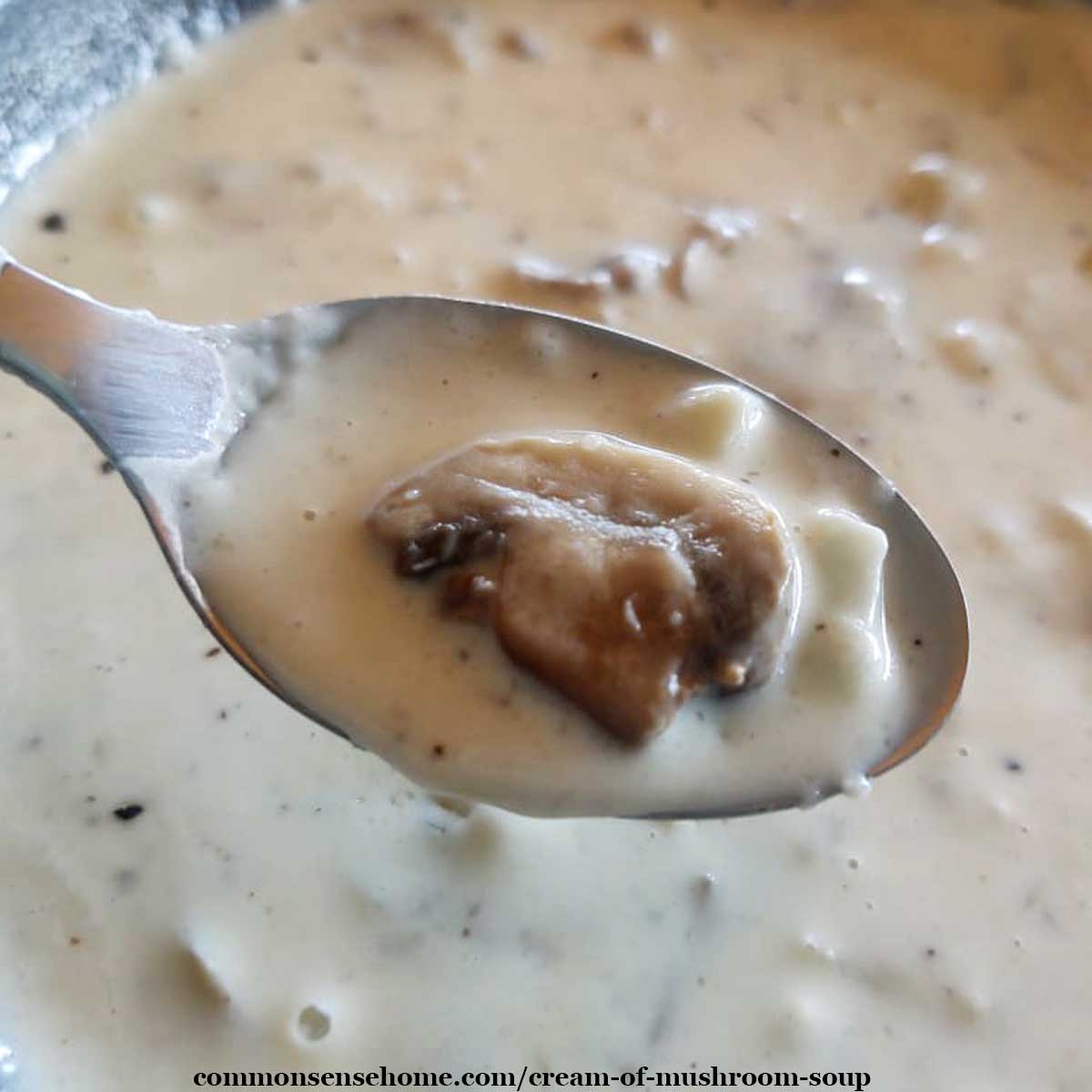 Cream of Mushroom Soup