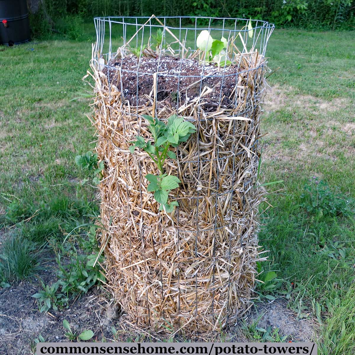 Growing potatoes in hay or straw bales produces clean tubers