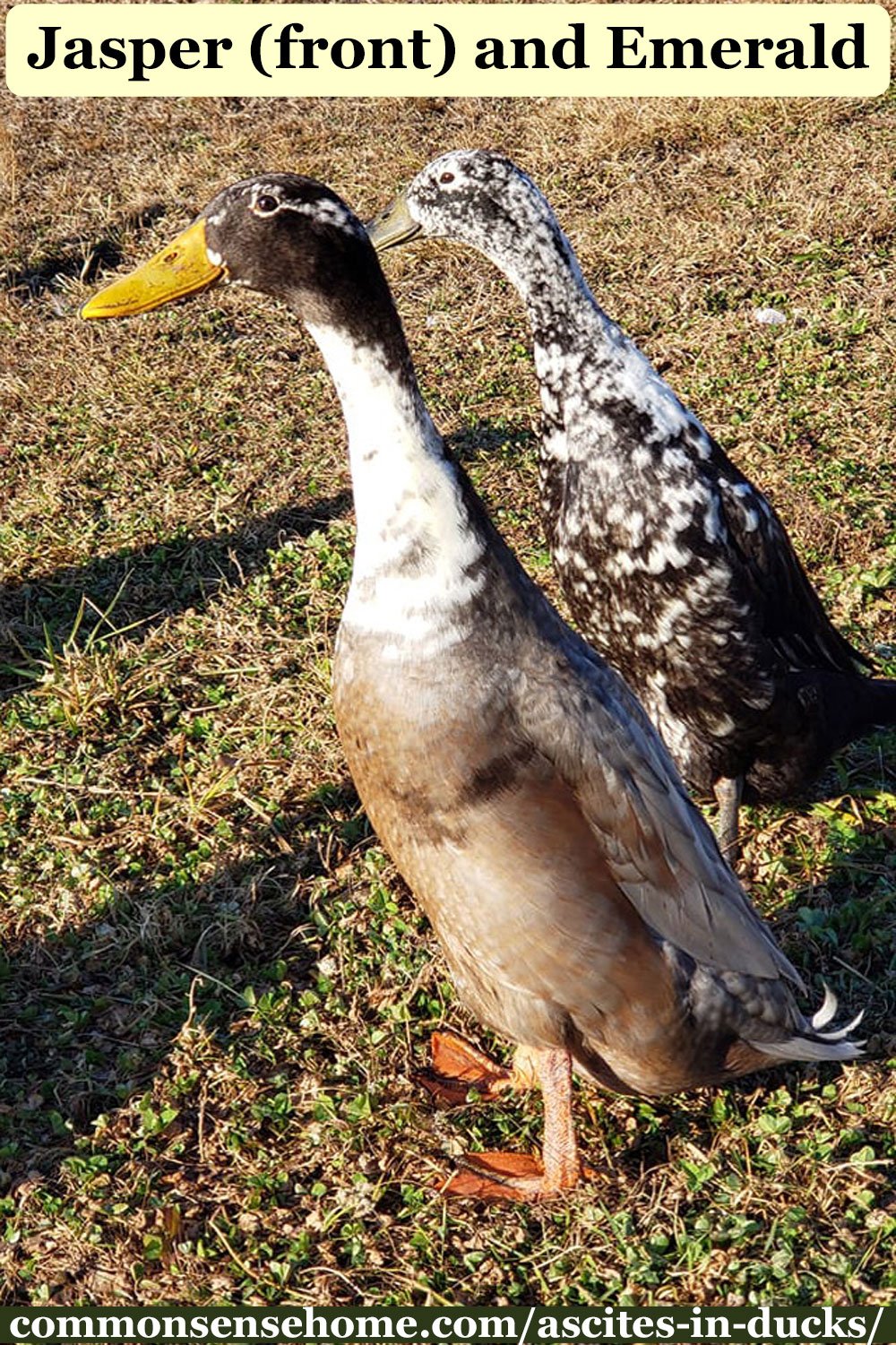 Emerald and Jasper, two runner ducks