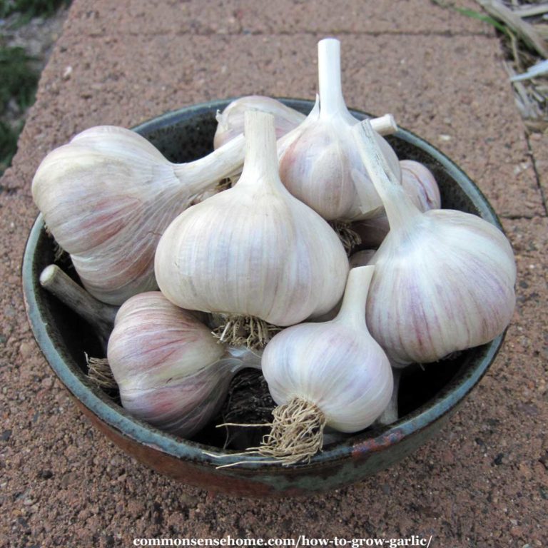 bowl of garlic bulbs