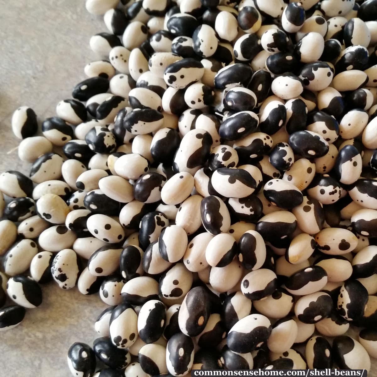 Calypso dried shell beans
