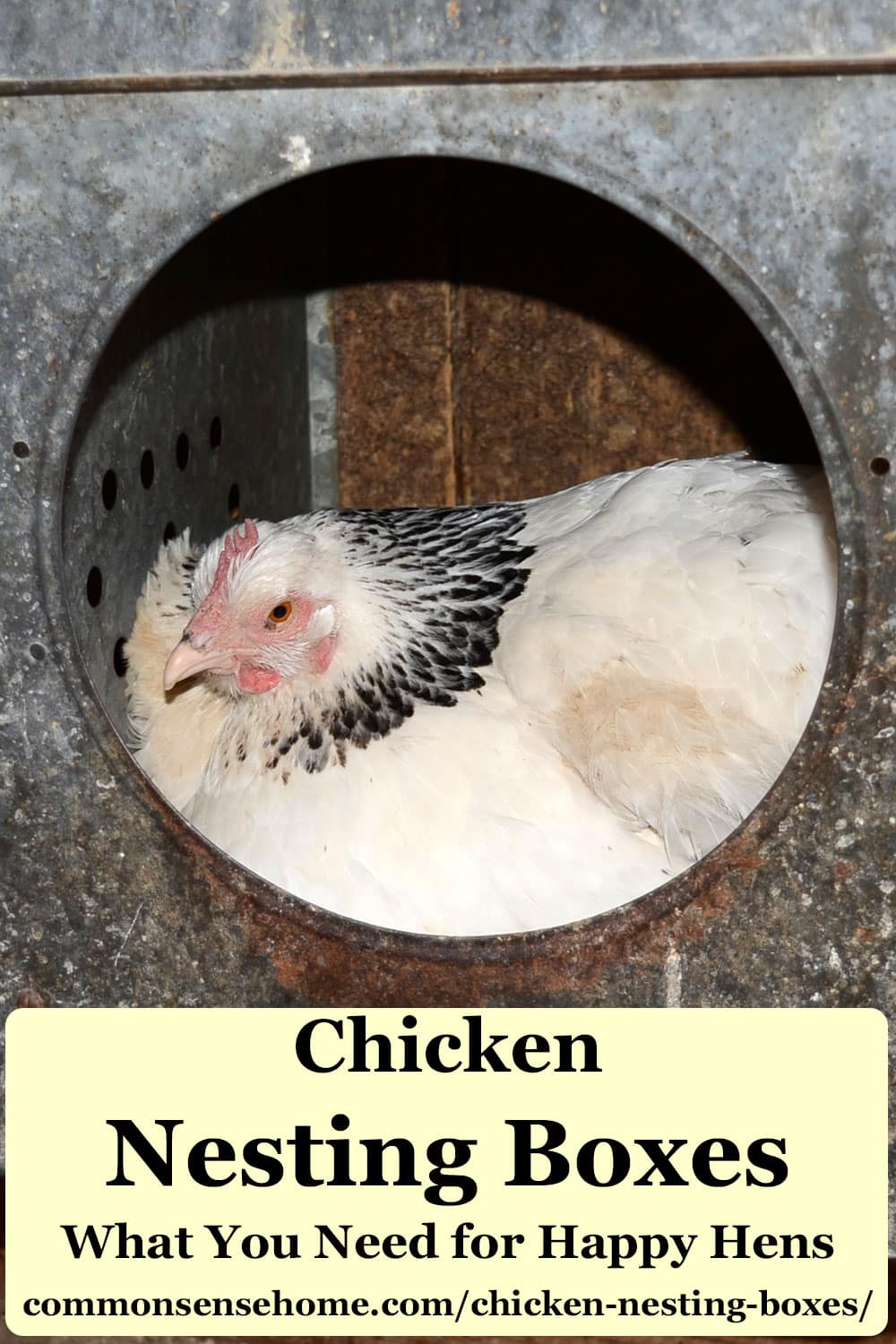 chicken in nesting box