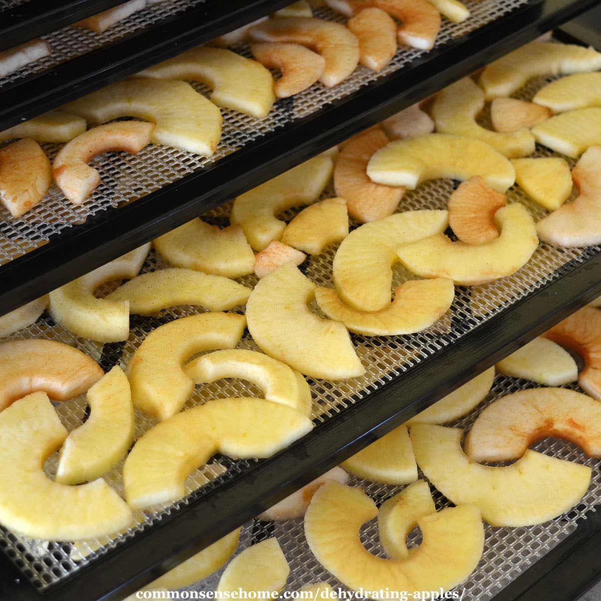 apples loaded on dehydrator trays