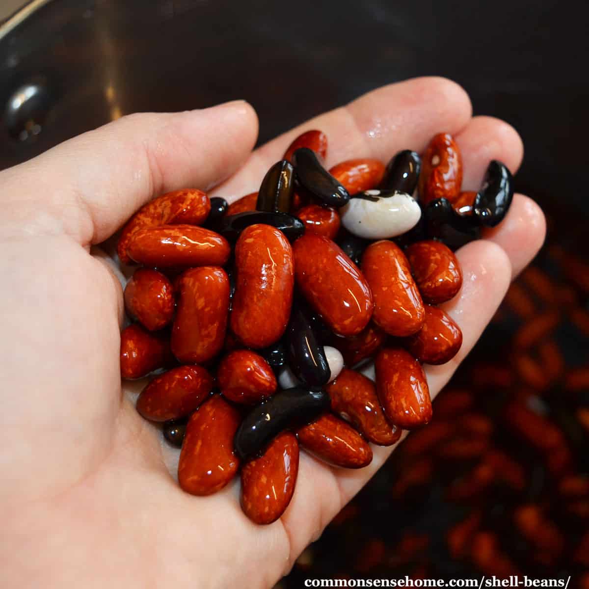 handful of shell beans