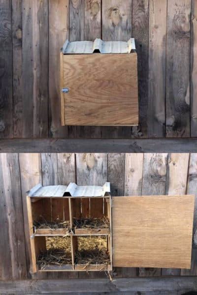 Chicken Nesting Boxes - What You Need for Happy Hens