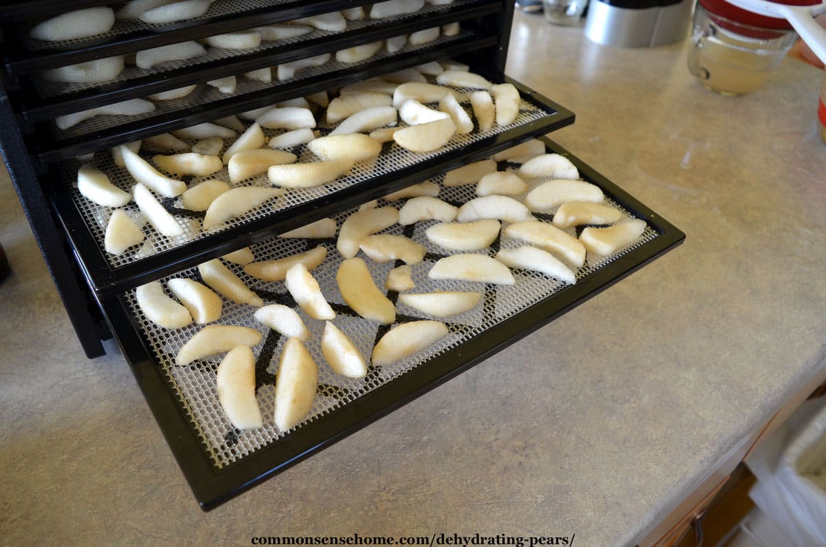 loading the pears in the food dryer