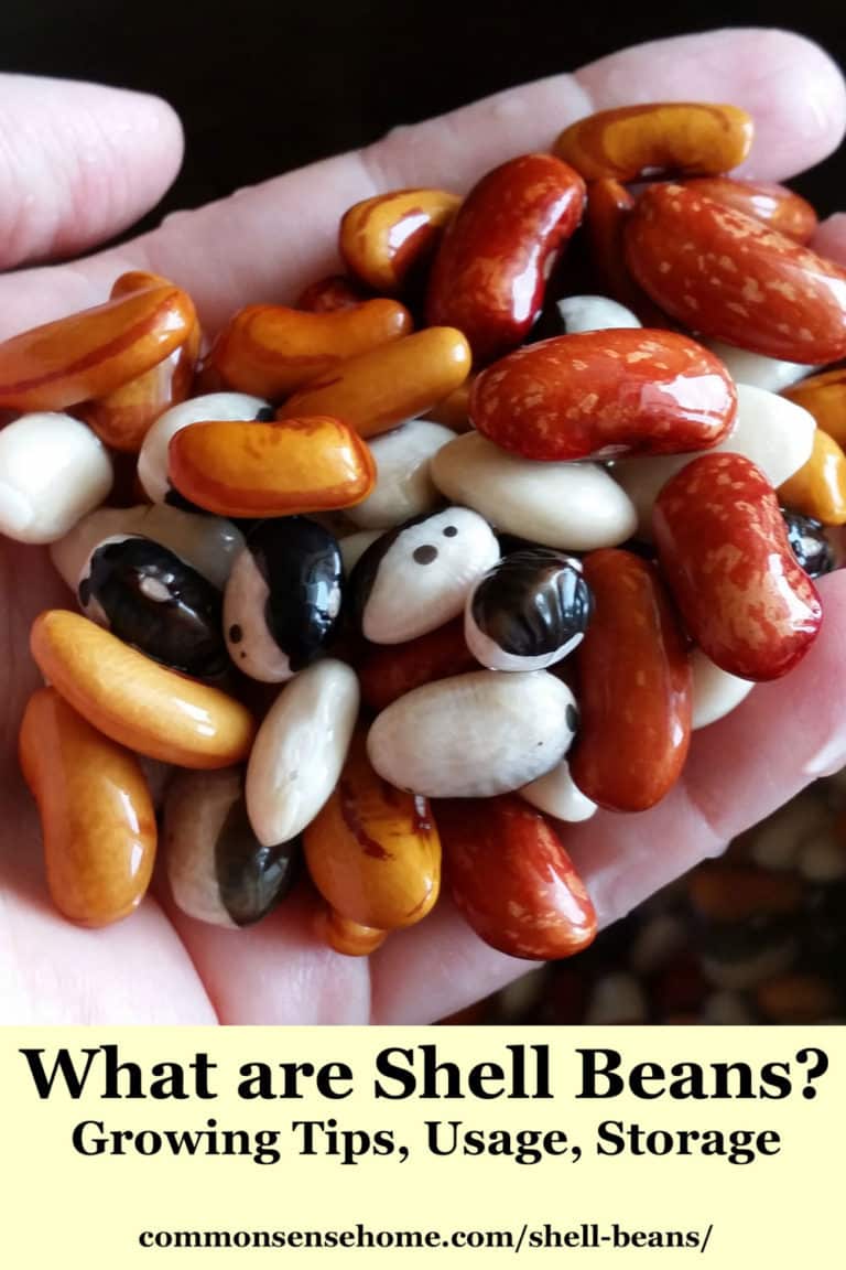What are shell beans? (Growing Tips, Usage, Storage)