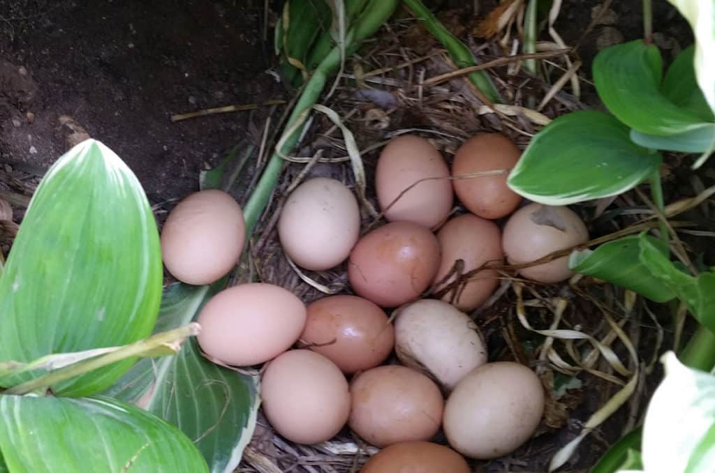 eggs hidden in flower bed