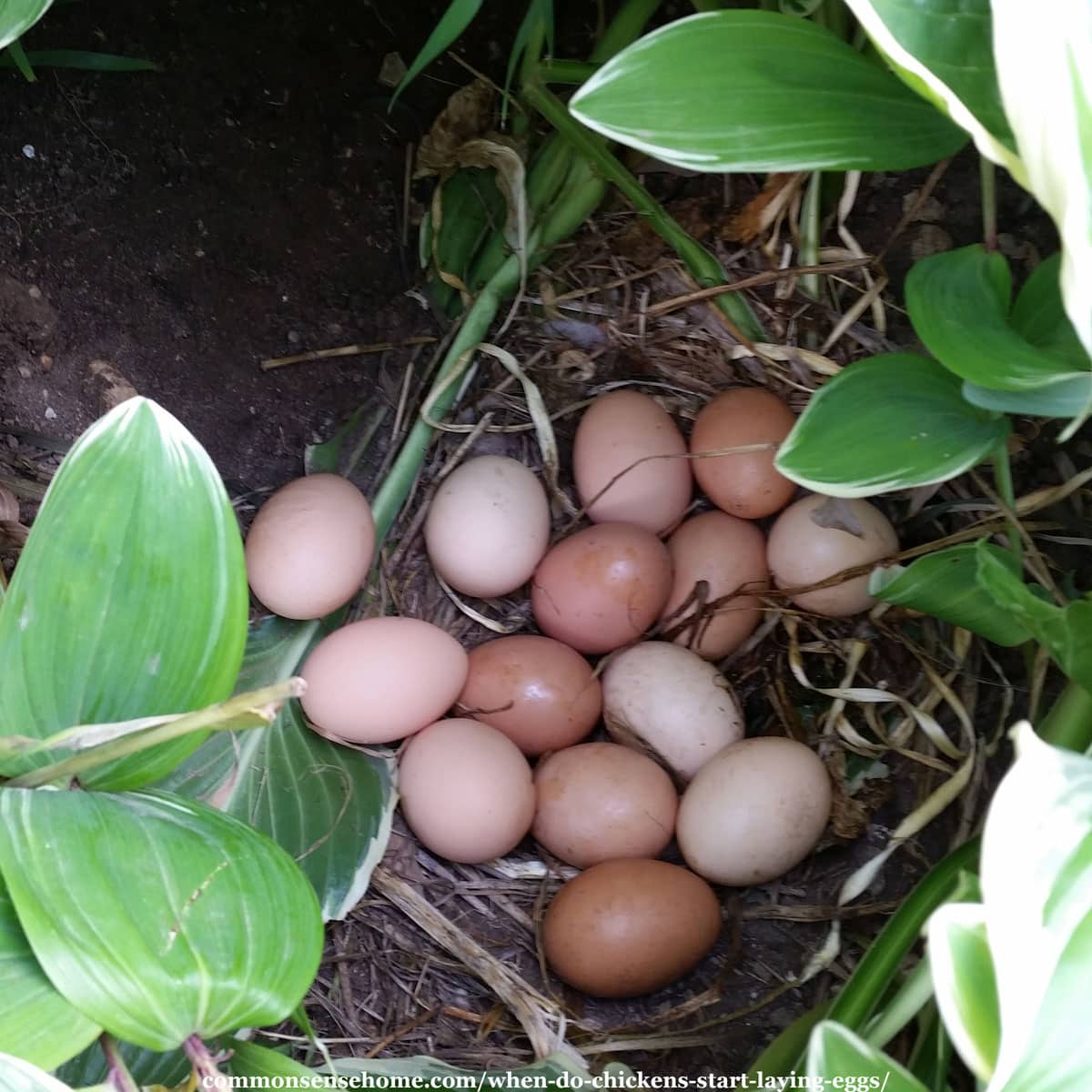 eggs hidden in flower bed