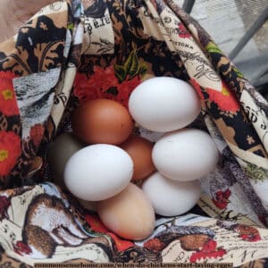 When Do Chickens Start Laying Eggs? (And Why They Stop)
