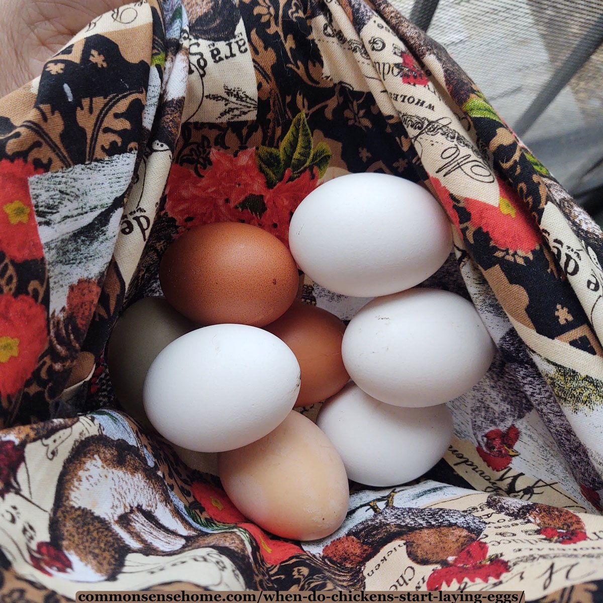 fresh picked eggs