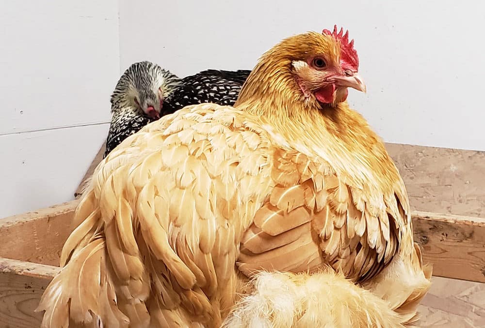 When Do Chickens Start Laying Eggs? (And Why Do They Stop)