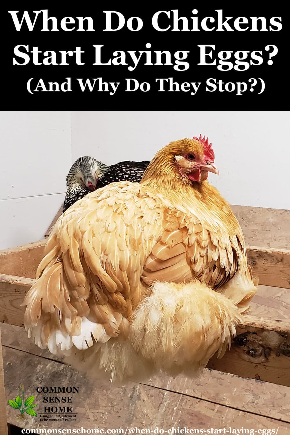 Quando as galinhas começam a botar ovos?  (E por que eles param)
