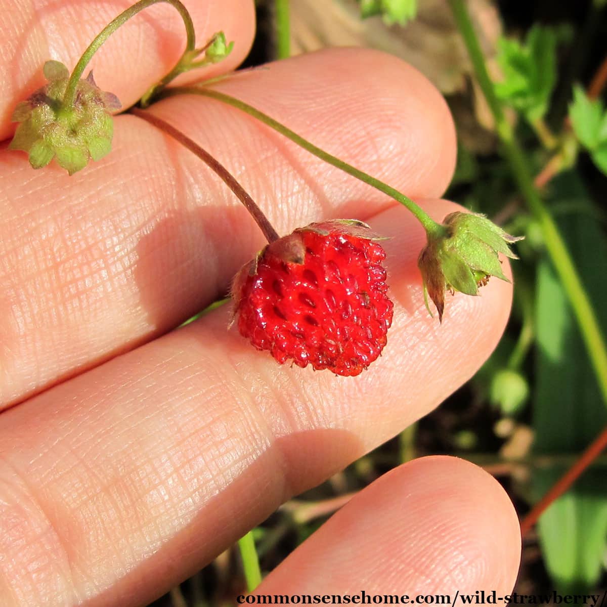 ripe Fragaria virginiana fruit