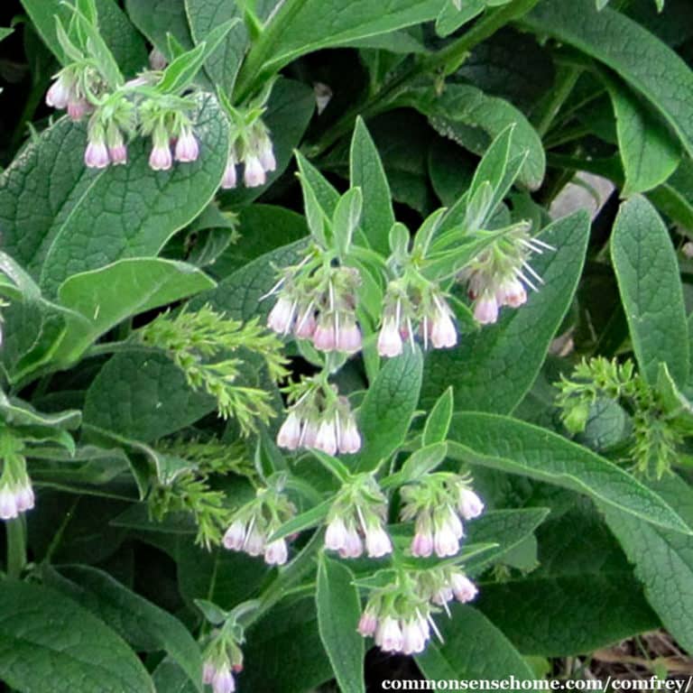 Comfrey – What’s the safe way to use it? (& Why You Should)