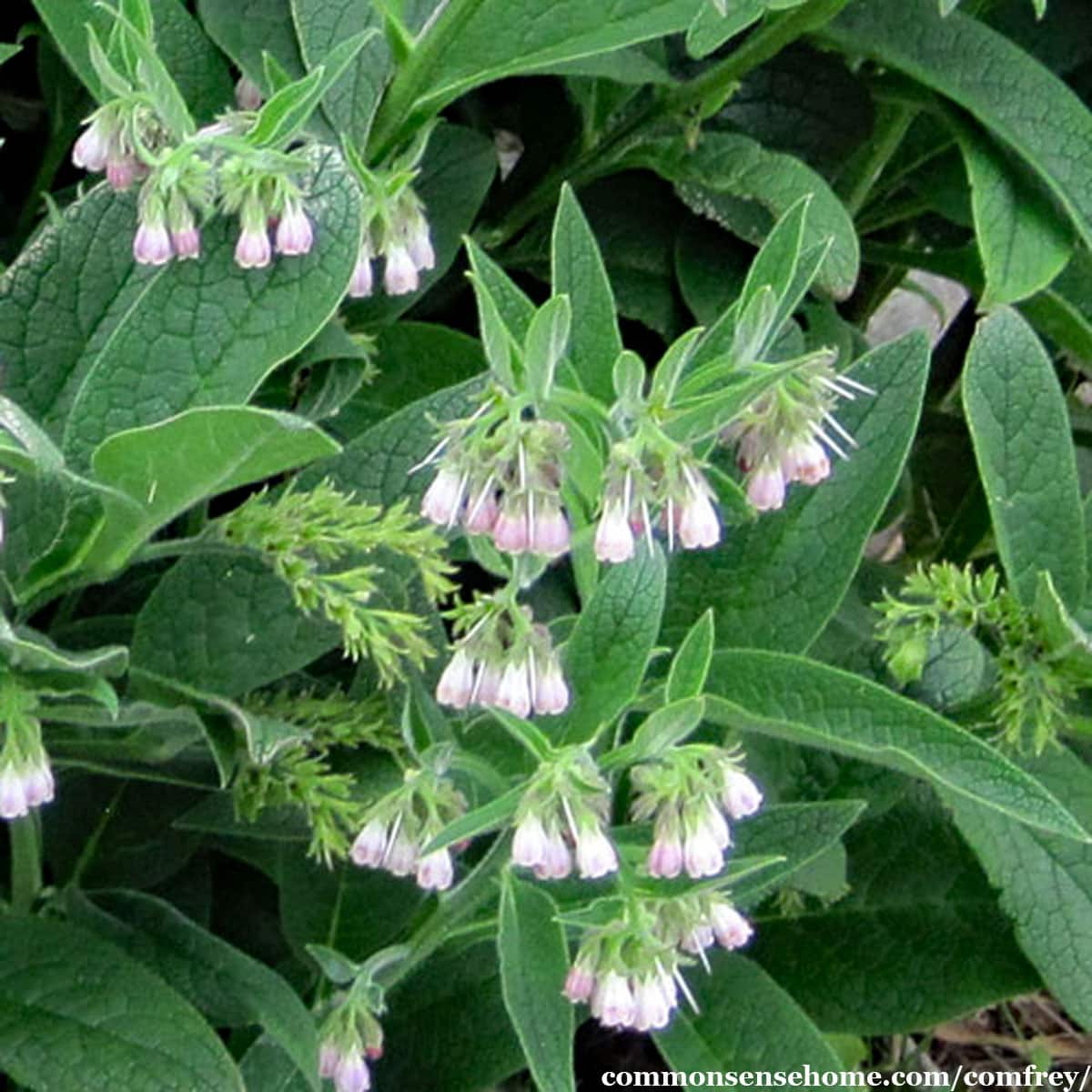 Symphytum officinale in bloom