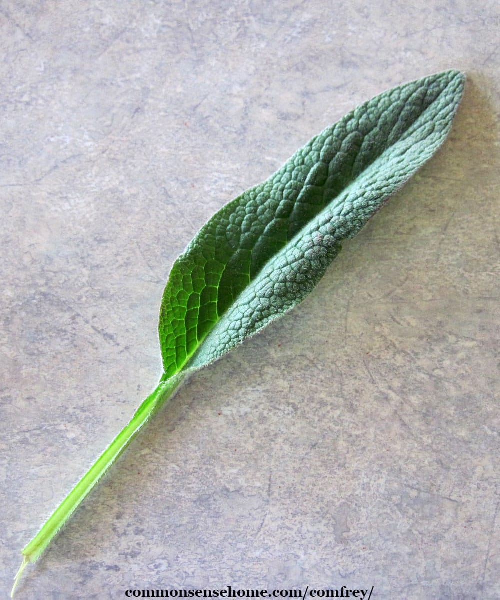 comfrey leaf