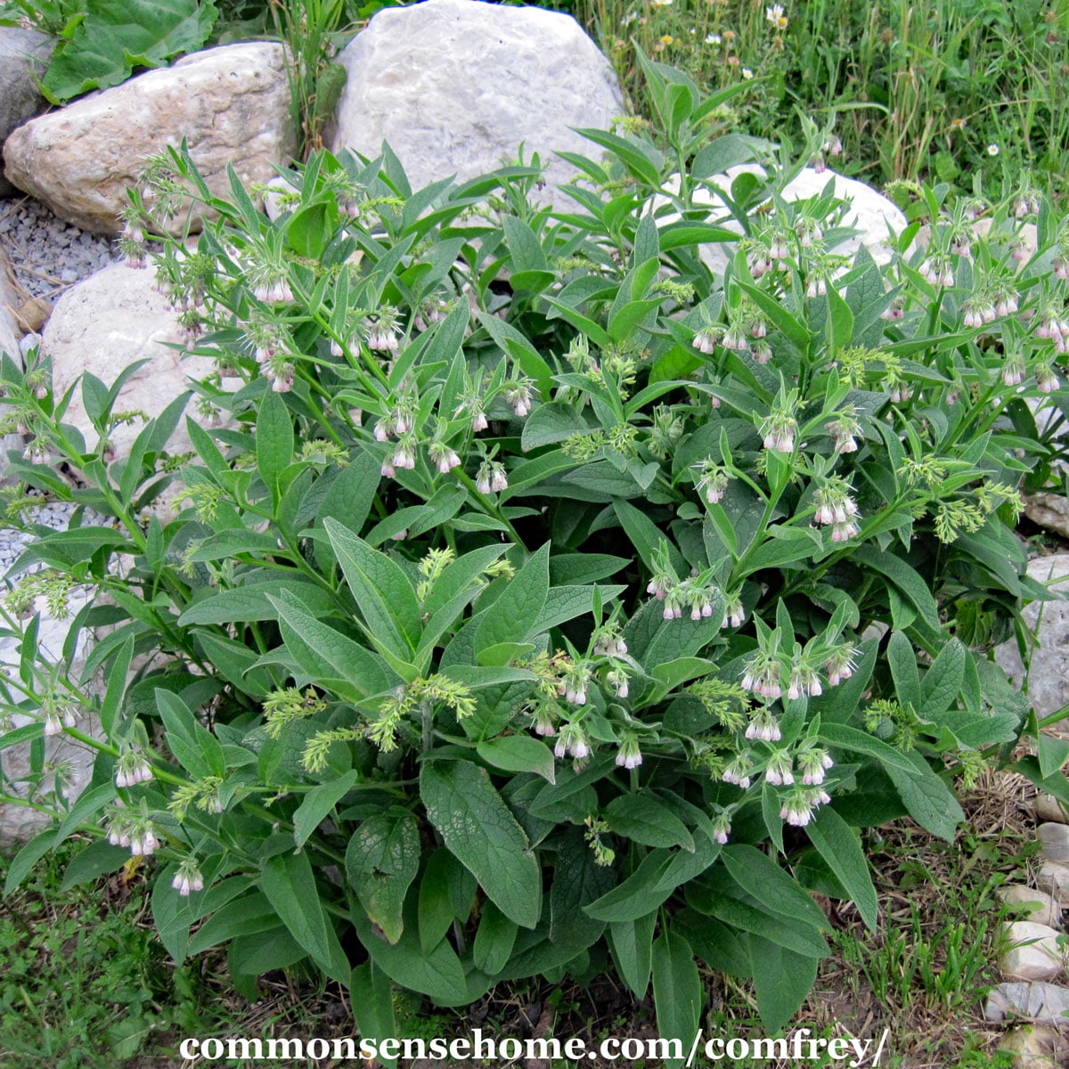 comfrey plant in bloom